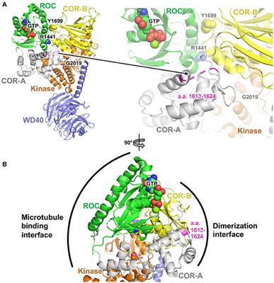 Clinical and Genetic Analysis of Costa Rican Patients With Parkinson's Disease